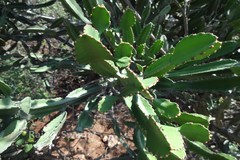 Euphorbia vajravelui